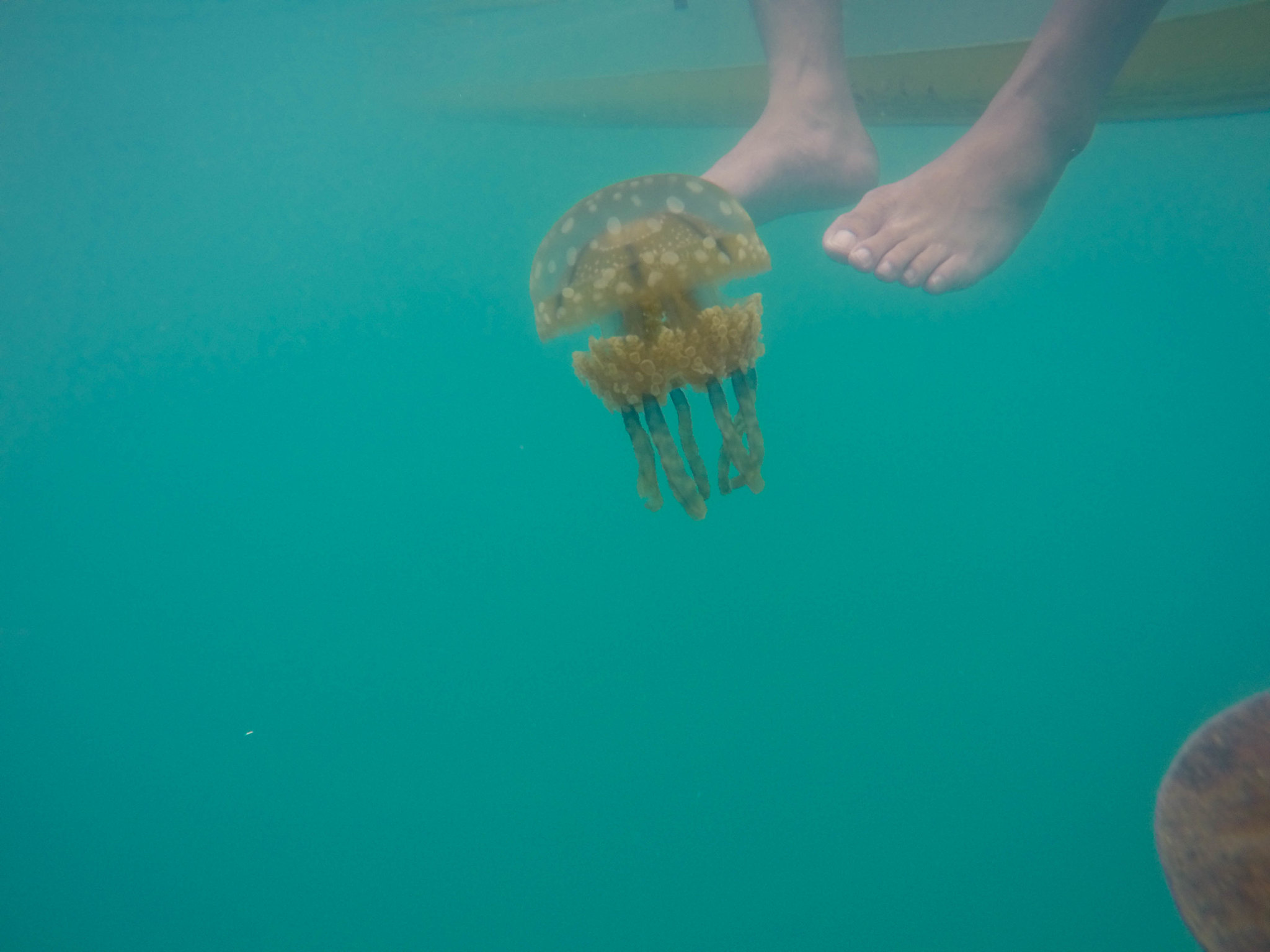 stingless jellyfish