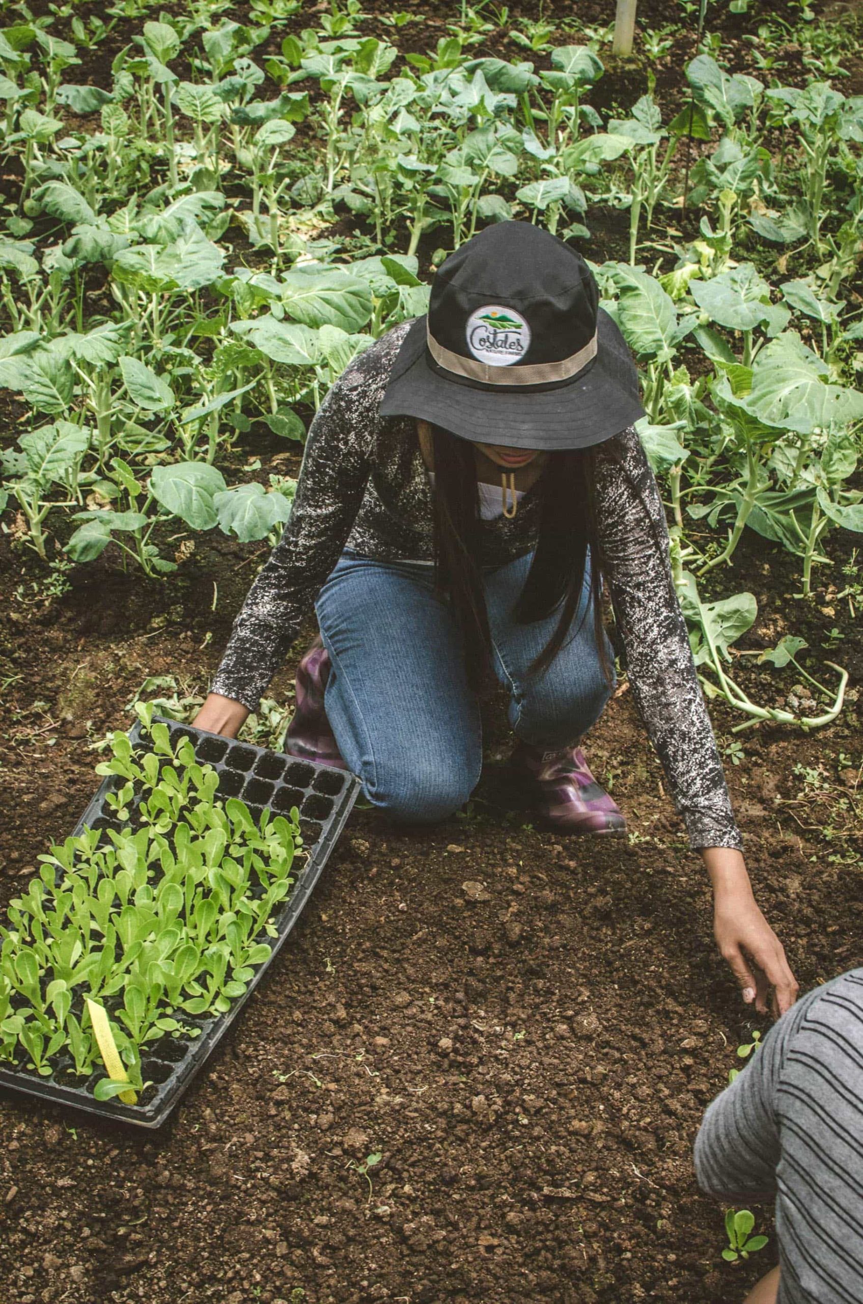 farmer teaching us the proper way to plant a lettuce