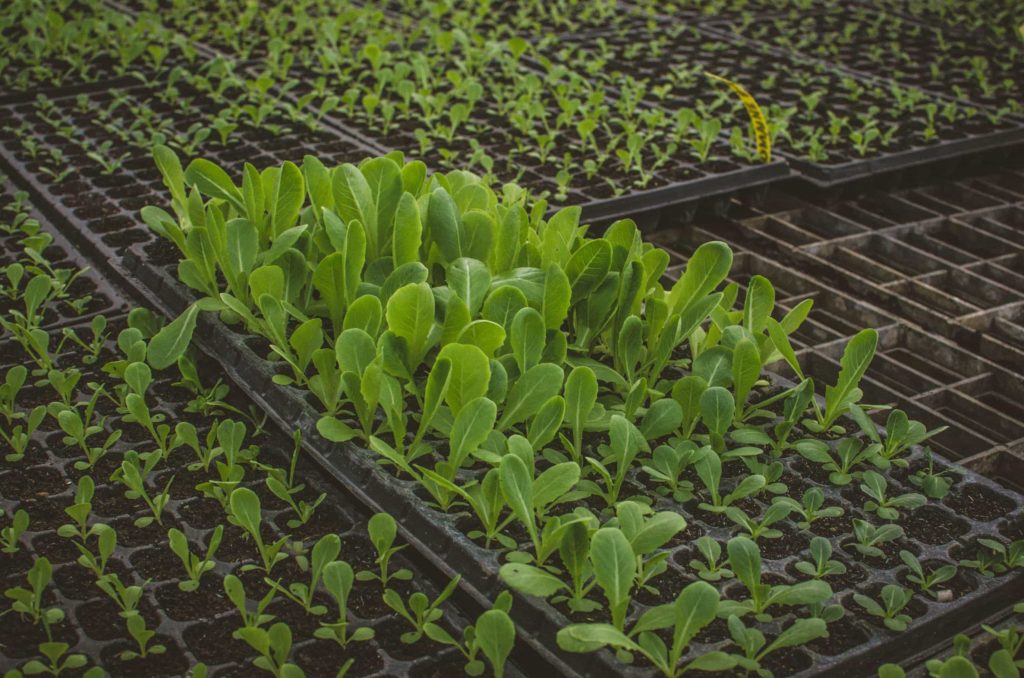 transplanted lettuce seedlings