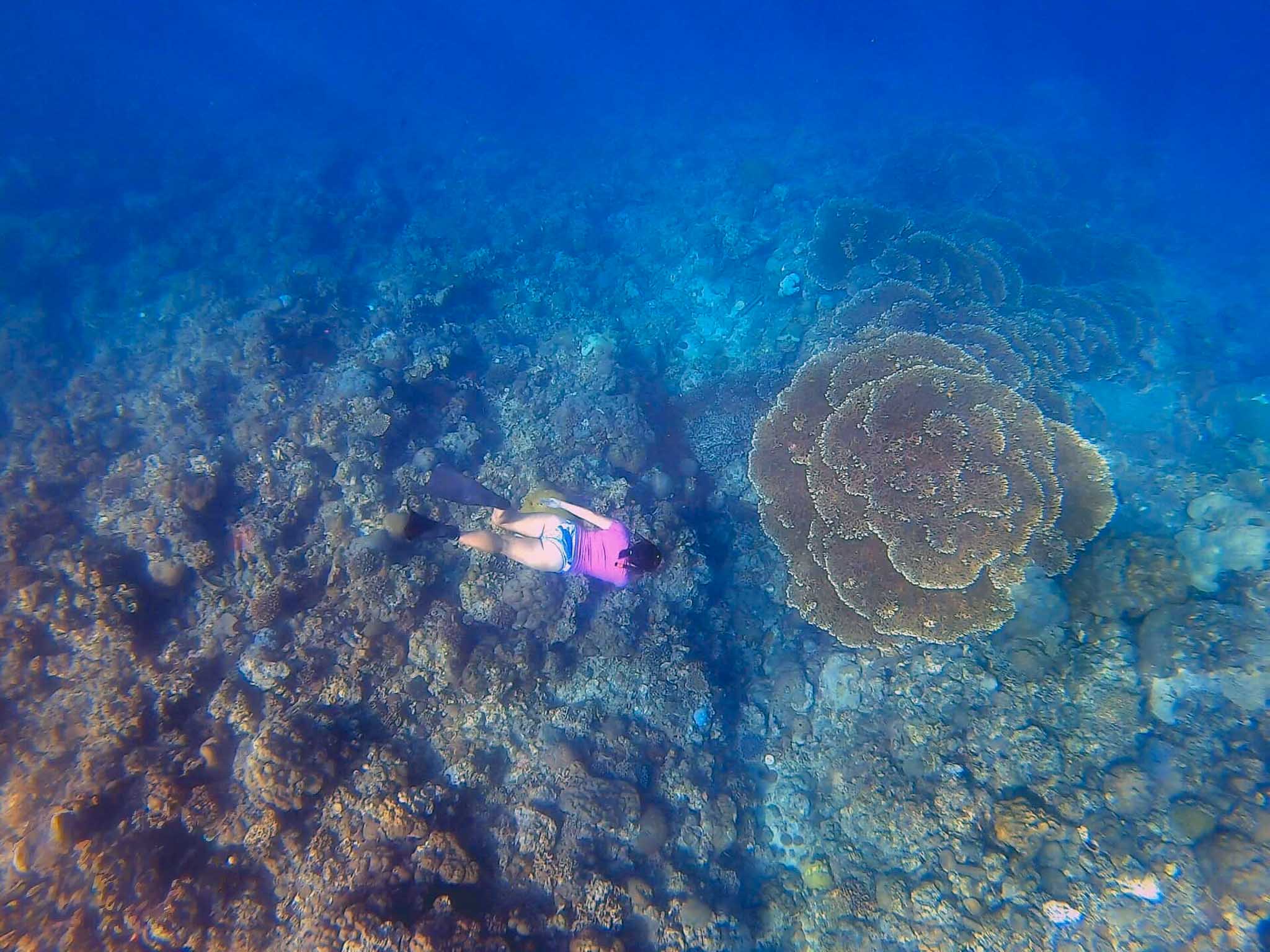 freediving to see corals in Batangas