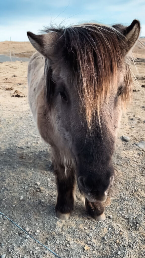 Icelandic horses along the Golden Circle