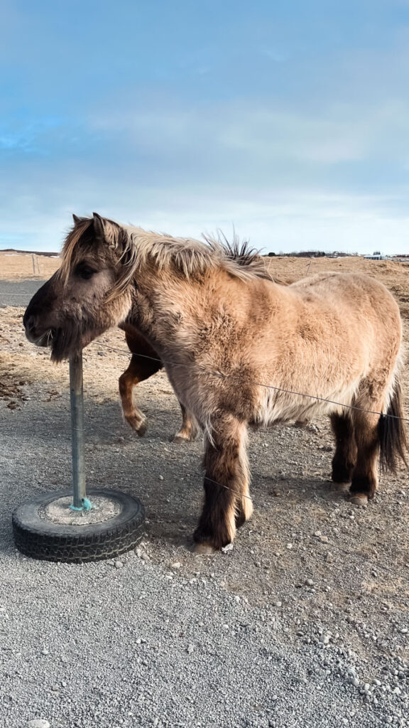 pregnant Icelandic horse in the Golden Circle