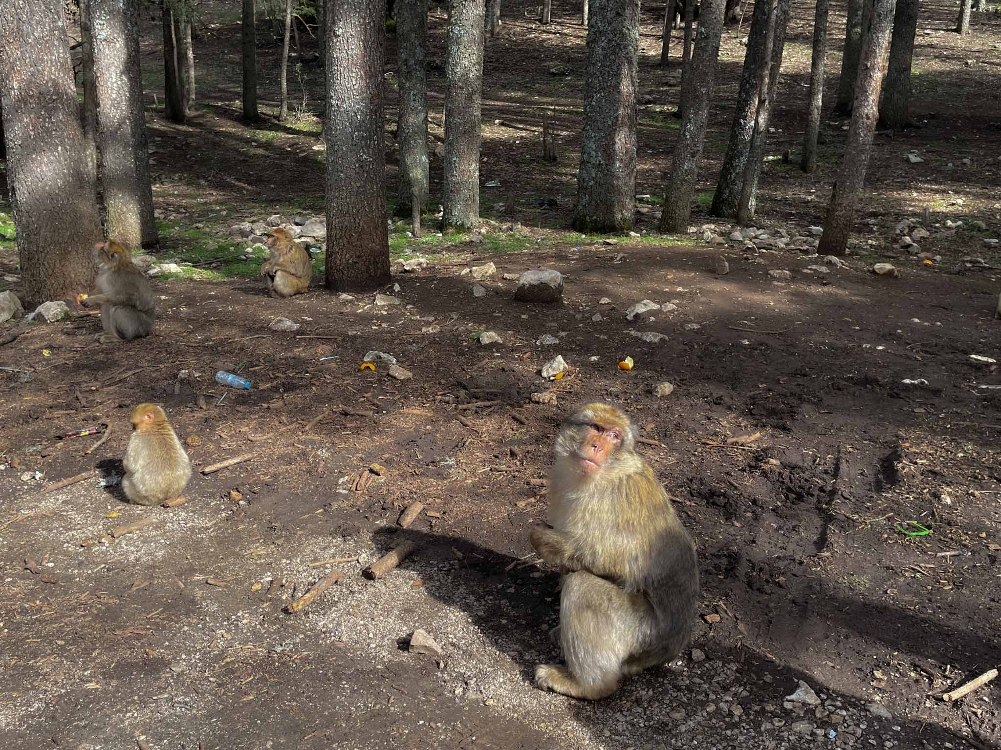 monkeys on the way from Marrakech to Fes