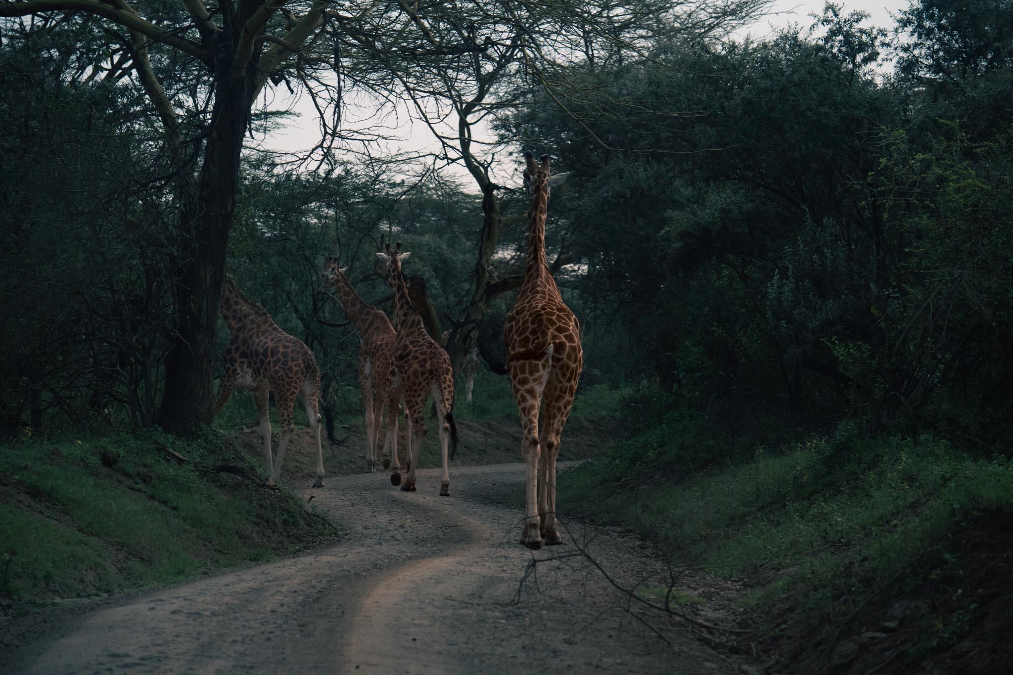 Rothschild’s Giraffes at Lake Nakuru National Park