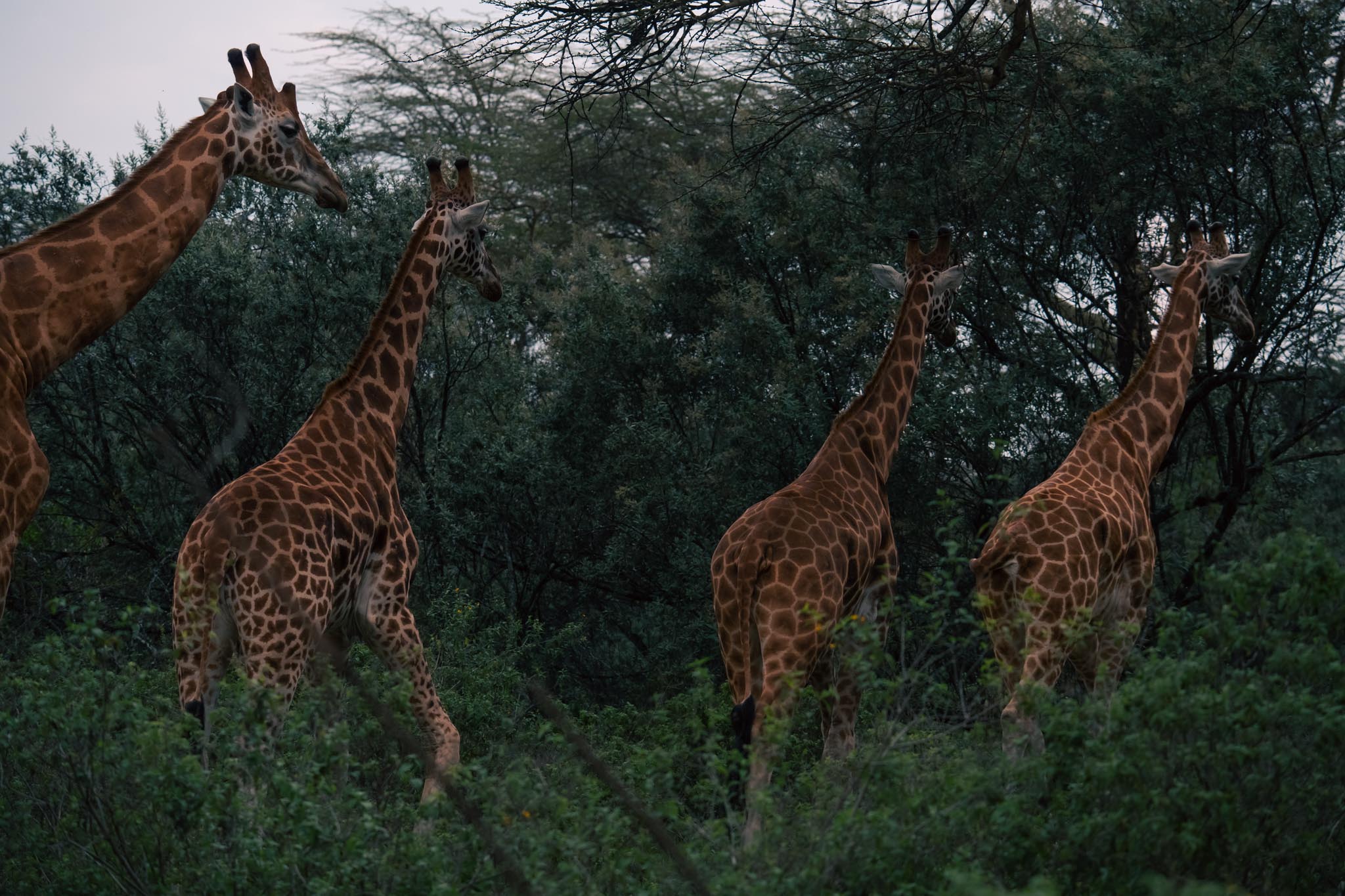 Rothschild's giraffes