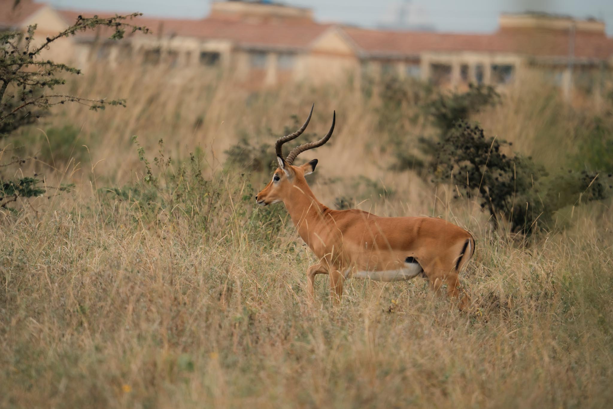 alpha male impala