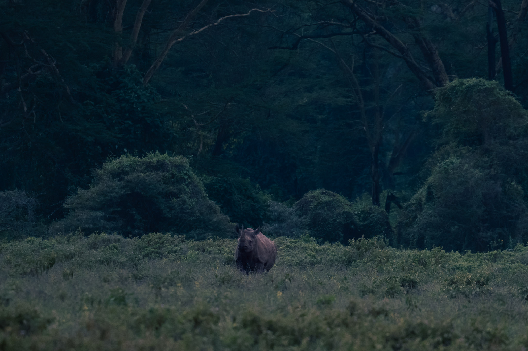 black rhino near the acacia woodlands of Lake Nakuru National Park
