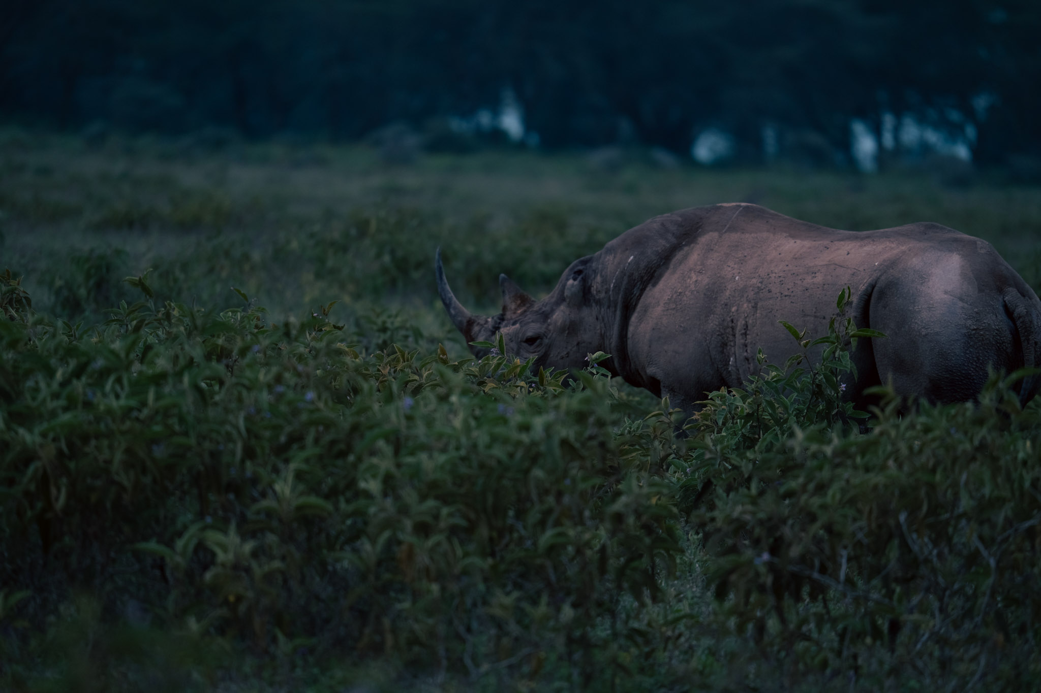 black rhino