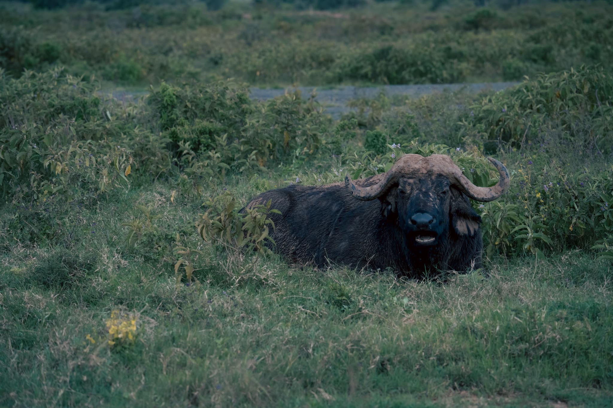 a lone buffalo at Lake Nakuru National Park