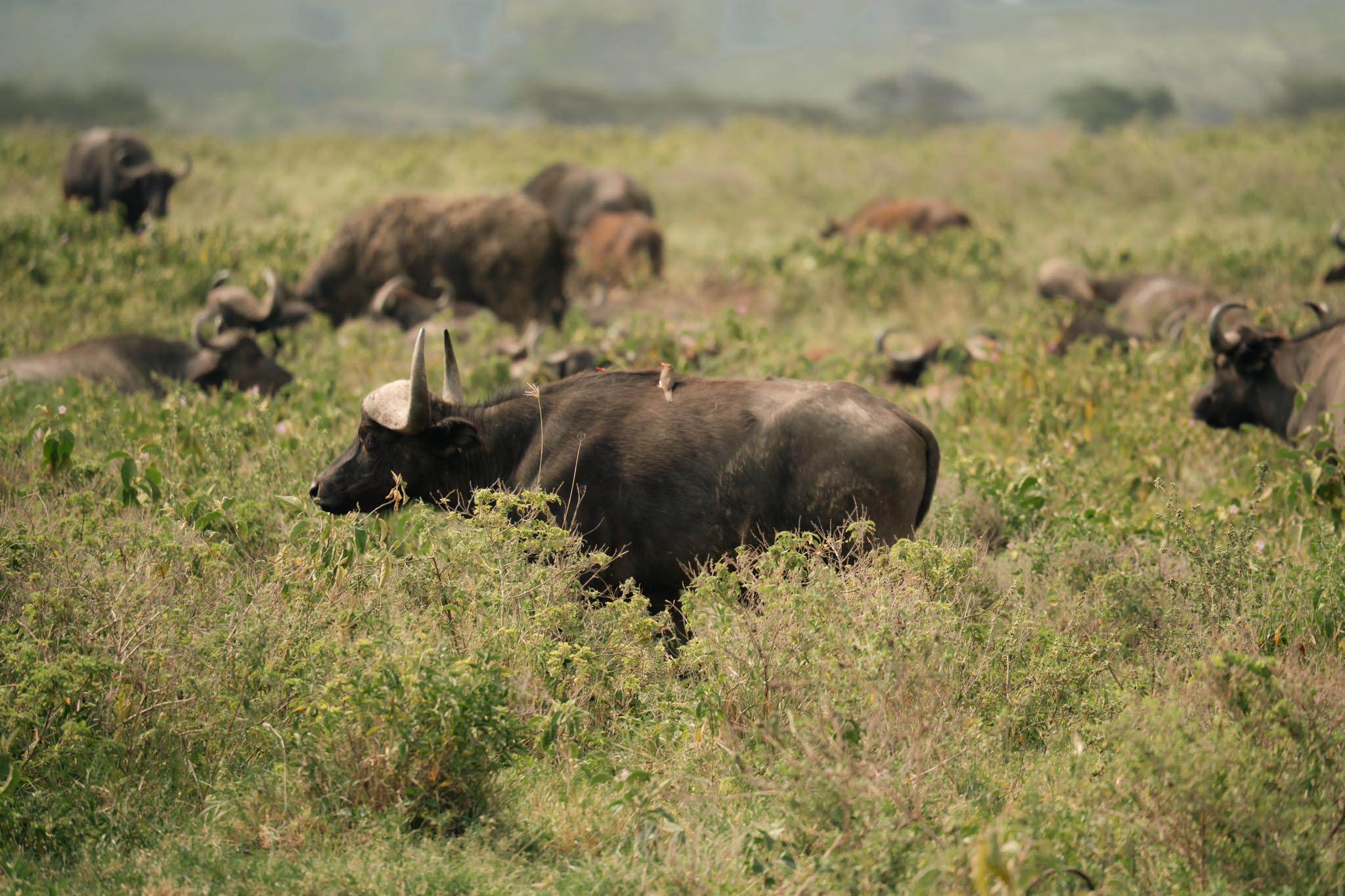 buffalo with a little bird on the back