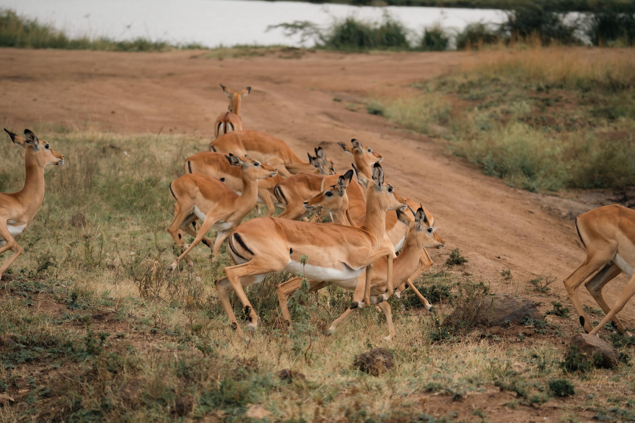 herd of impalas