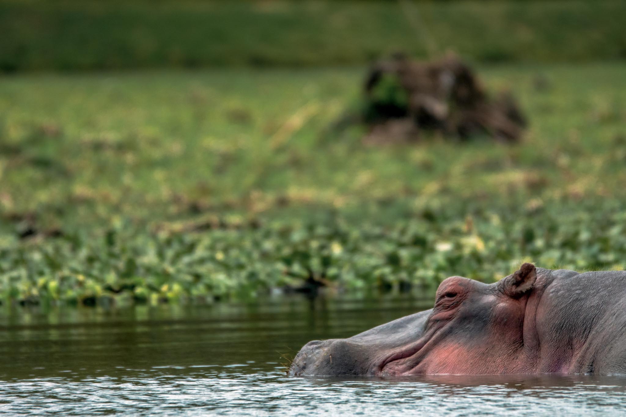 hippo in the lake