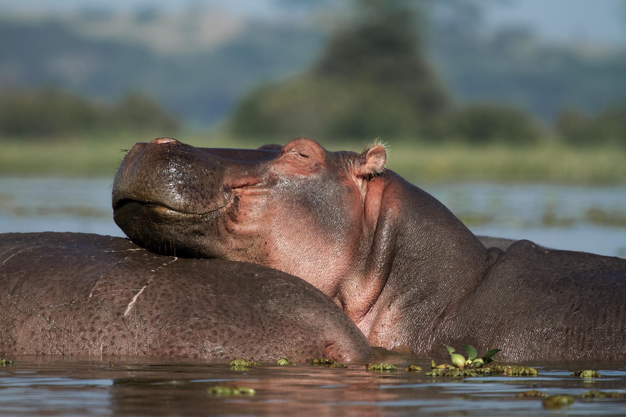 sleepy baby hippo during our Lake Naivasha Boat Safari