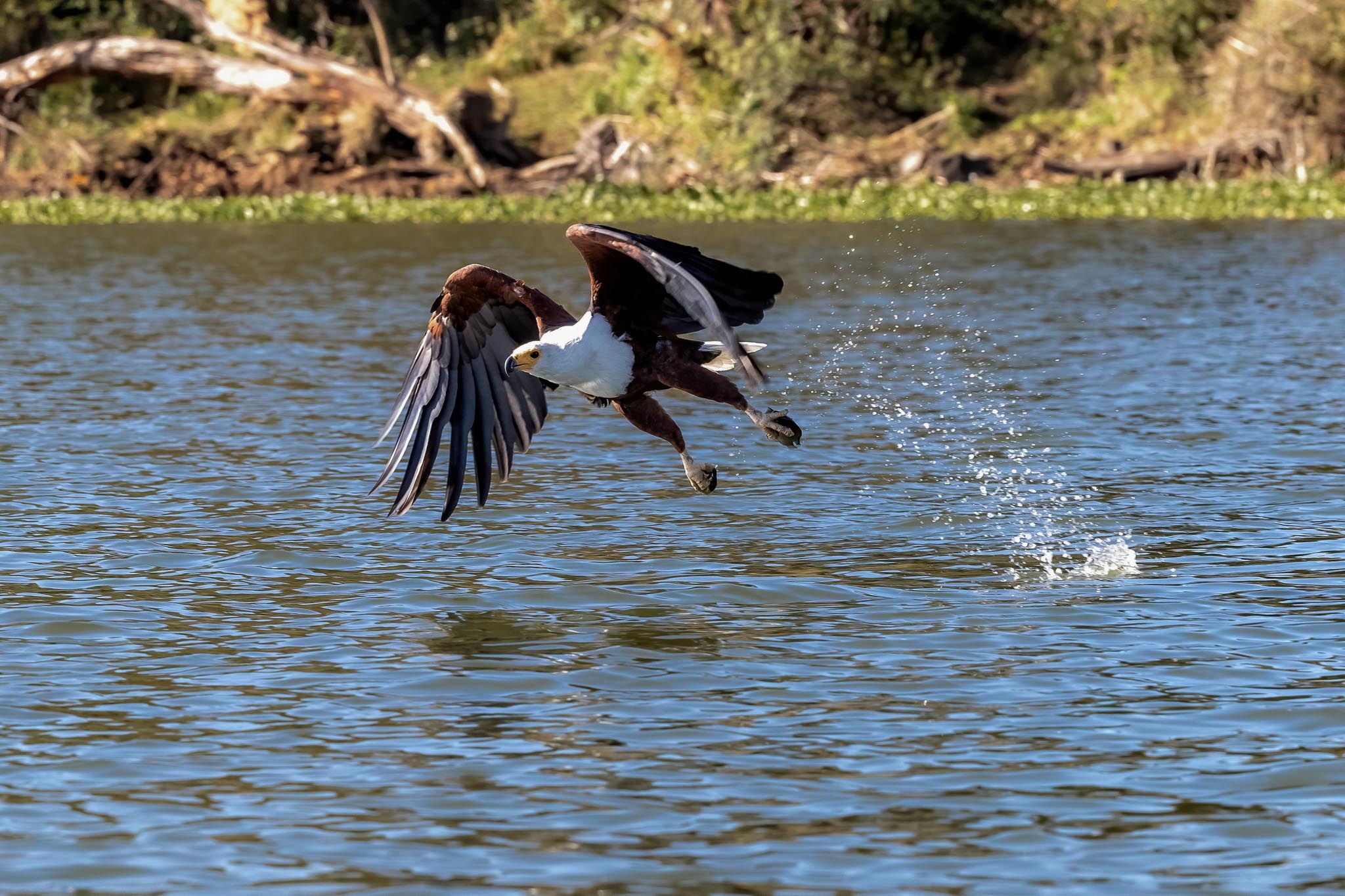 African Fish Eagle during our Lake Naivasha Boat Safari