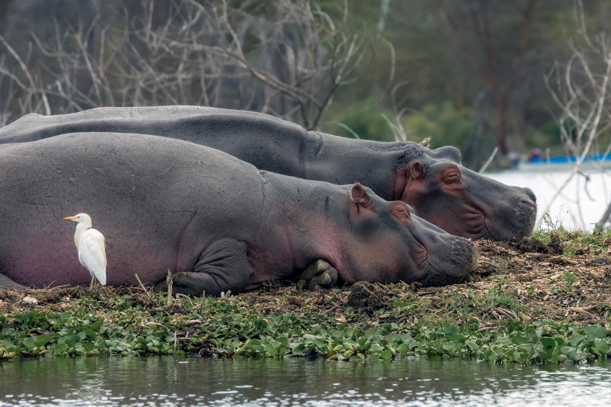 huge hippos sleeping during our Lake Naivasha Boat Safari