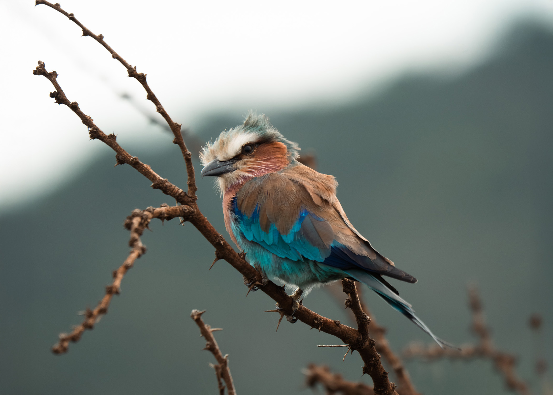 lilac-breasted roller