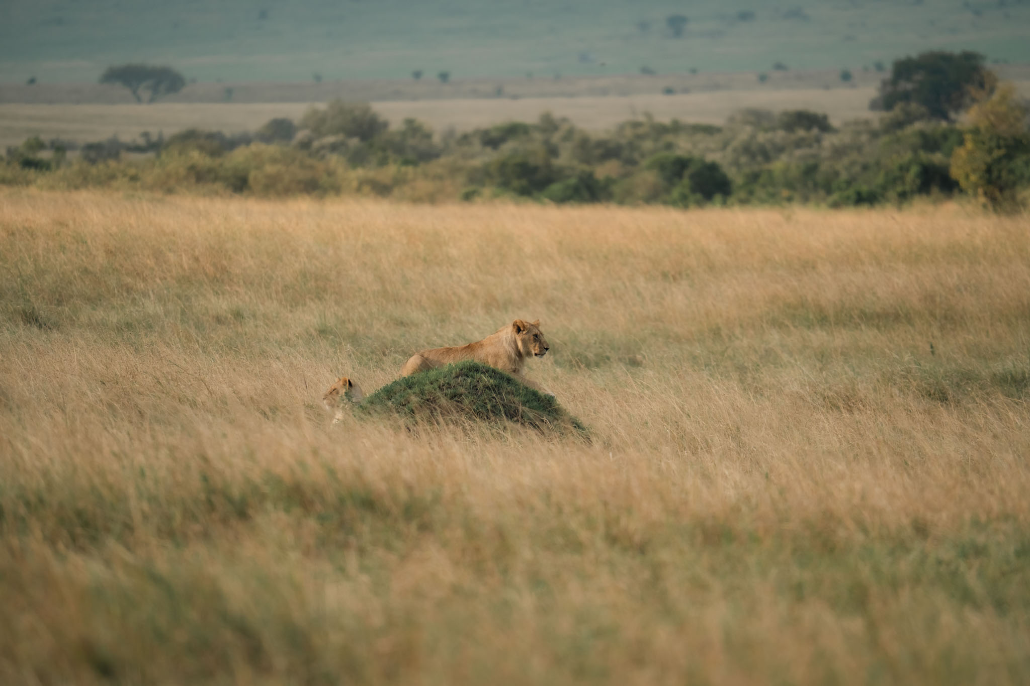 pride of lions in Masai Mara National Reserve