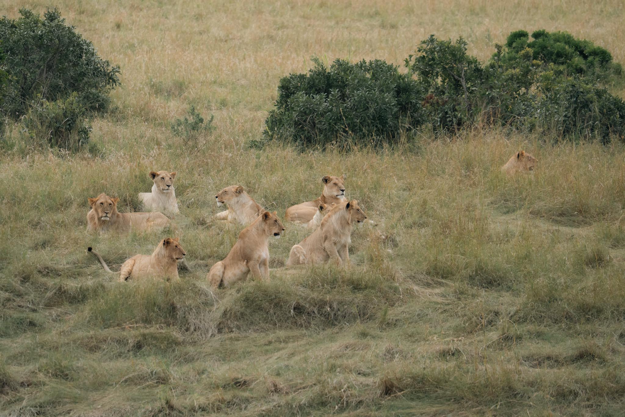pride of lions in the hills of Masai Mara National Reserve