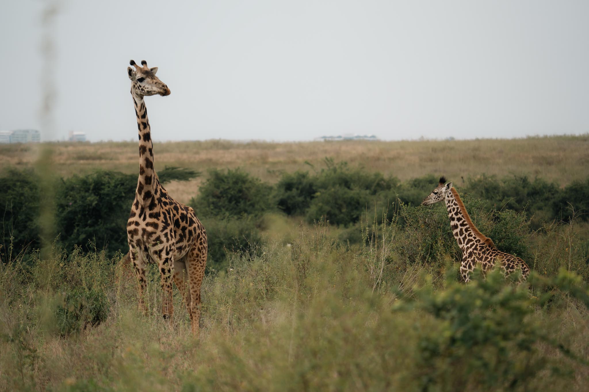 tower of giraffe with city in the background