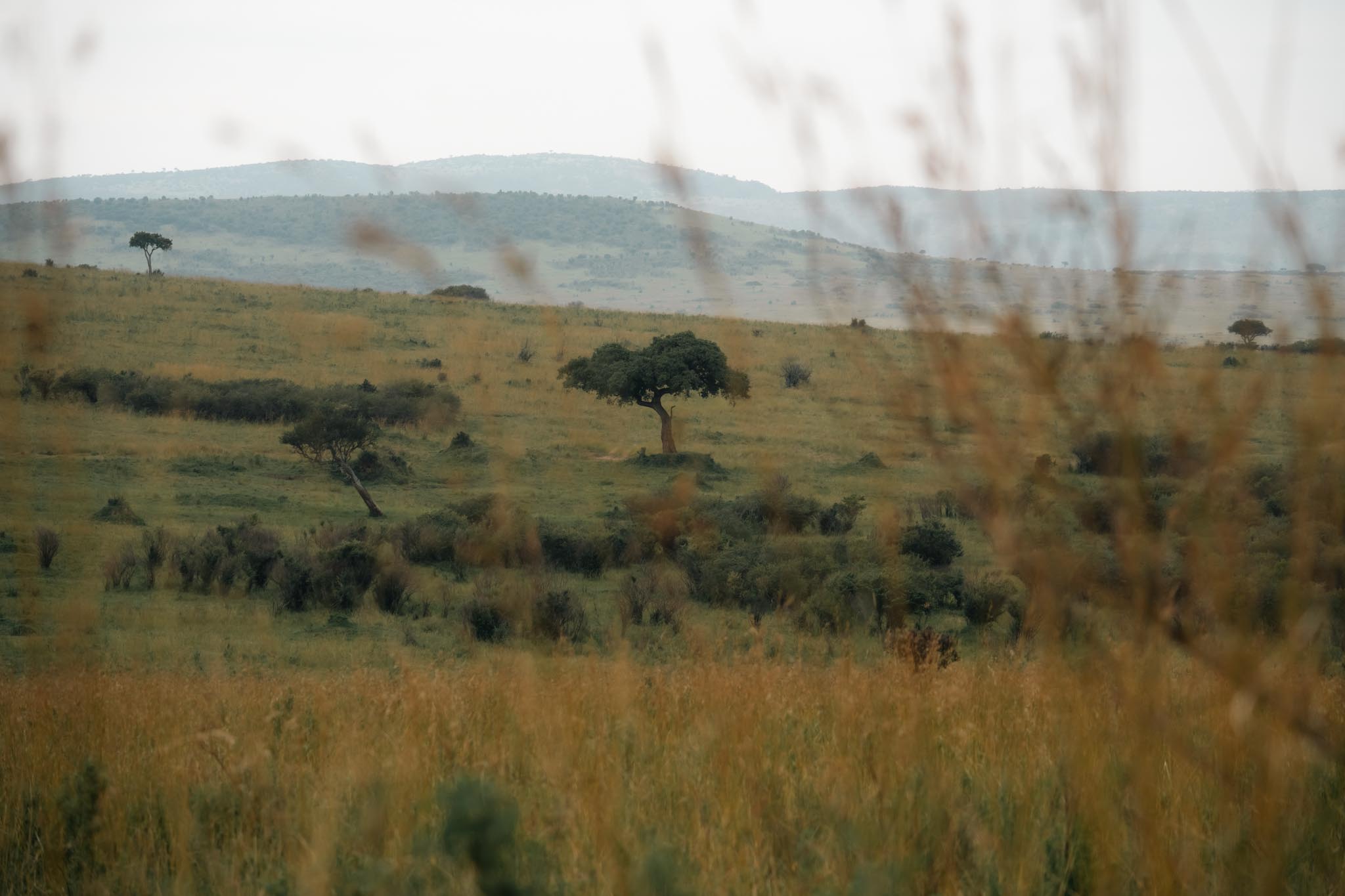 balanites in Masai Mara National Reserve