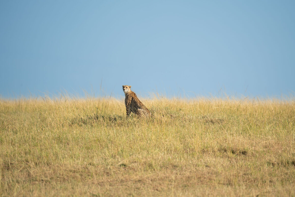 cheetah in the open savannah