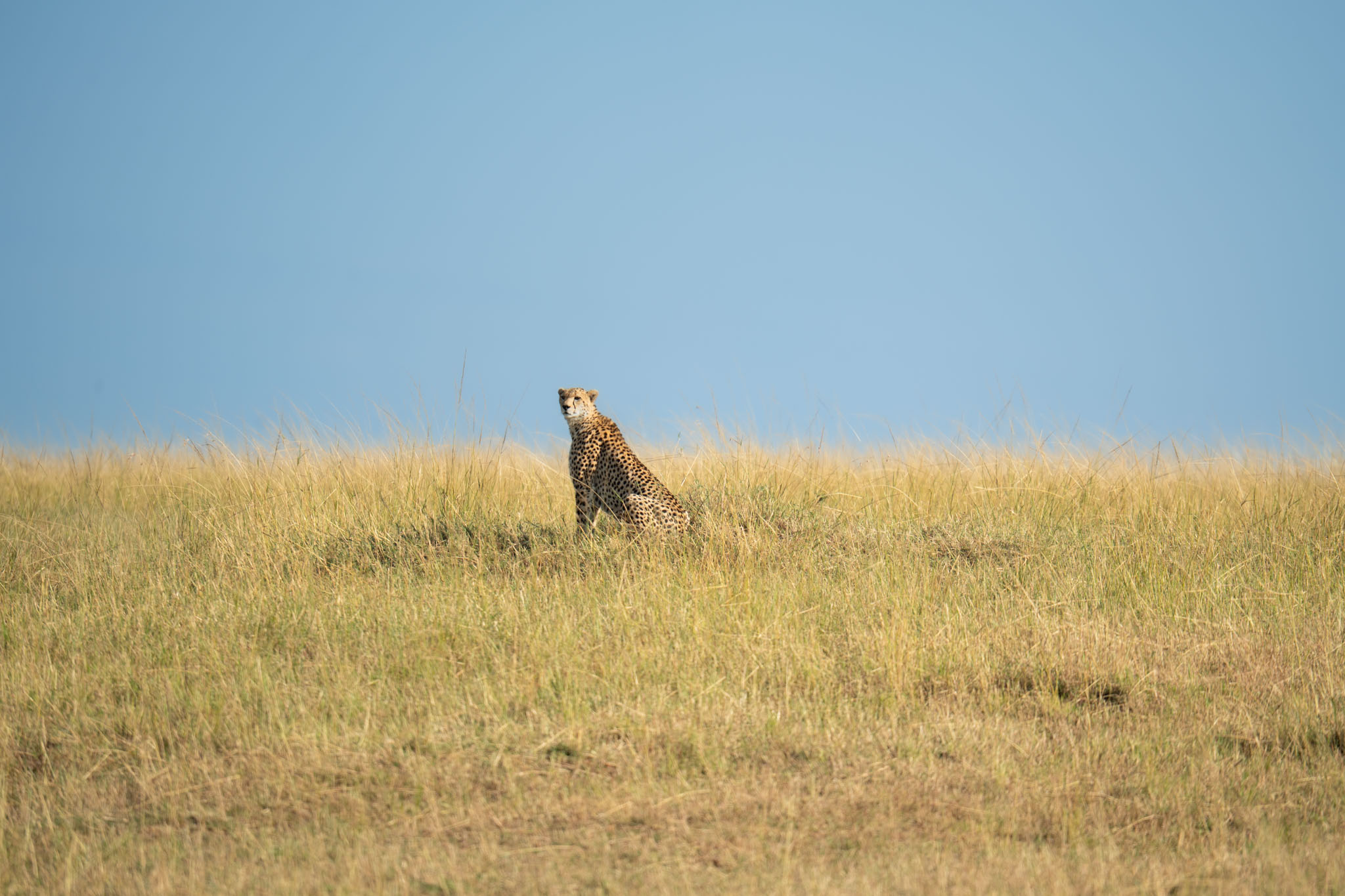 cheetah in the open savannah