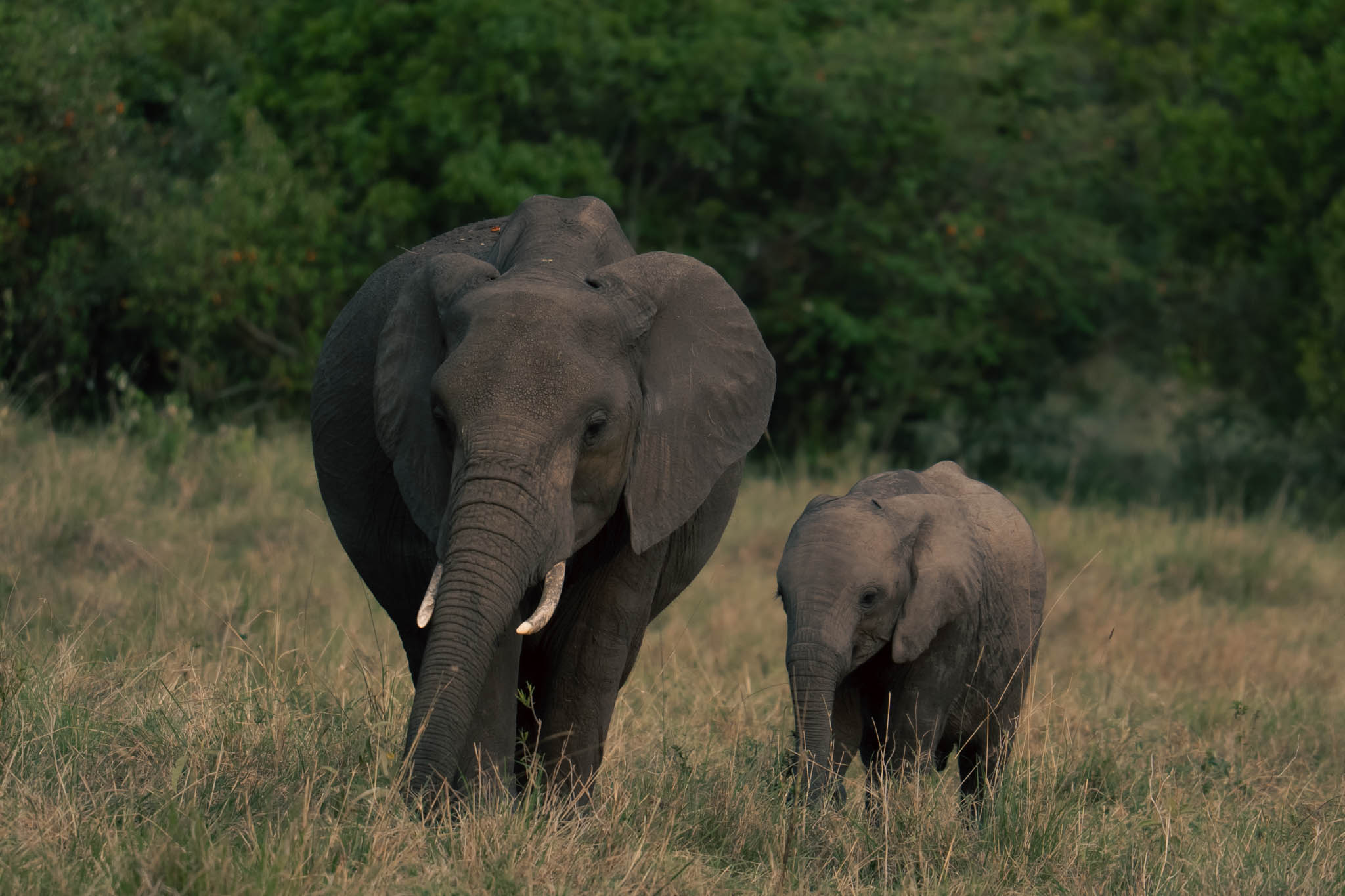 young elephants at Masai Mara National Reserve