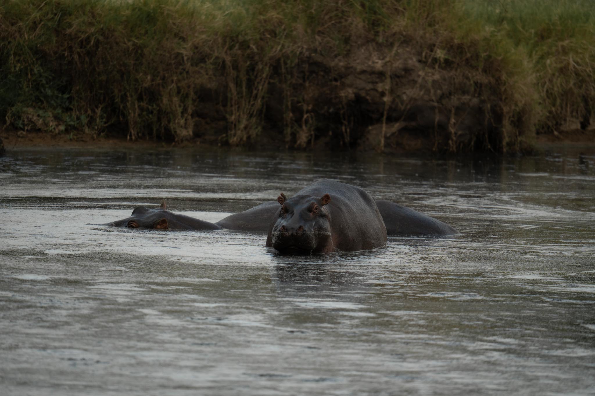 hippos in the mud in Masai Mara National Reserve