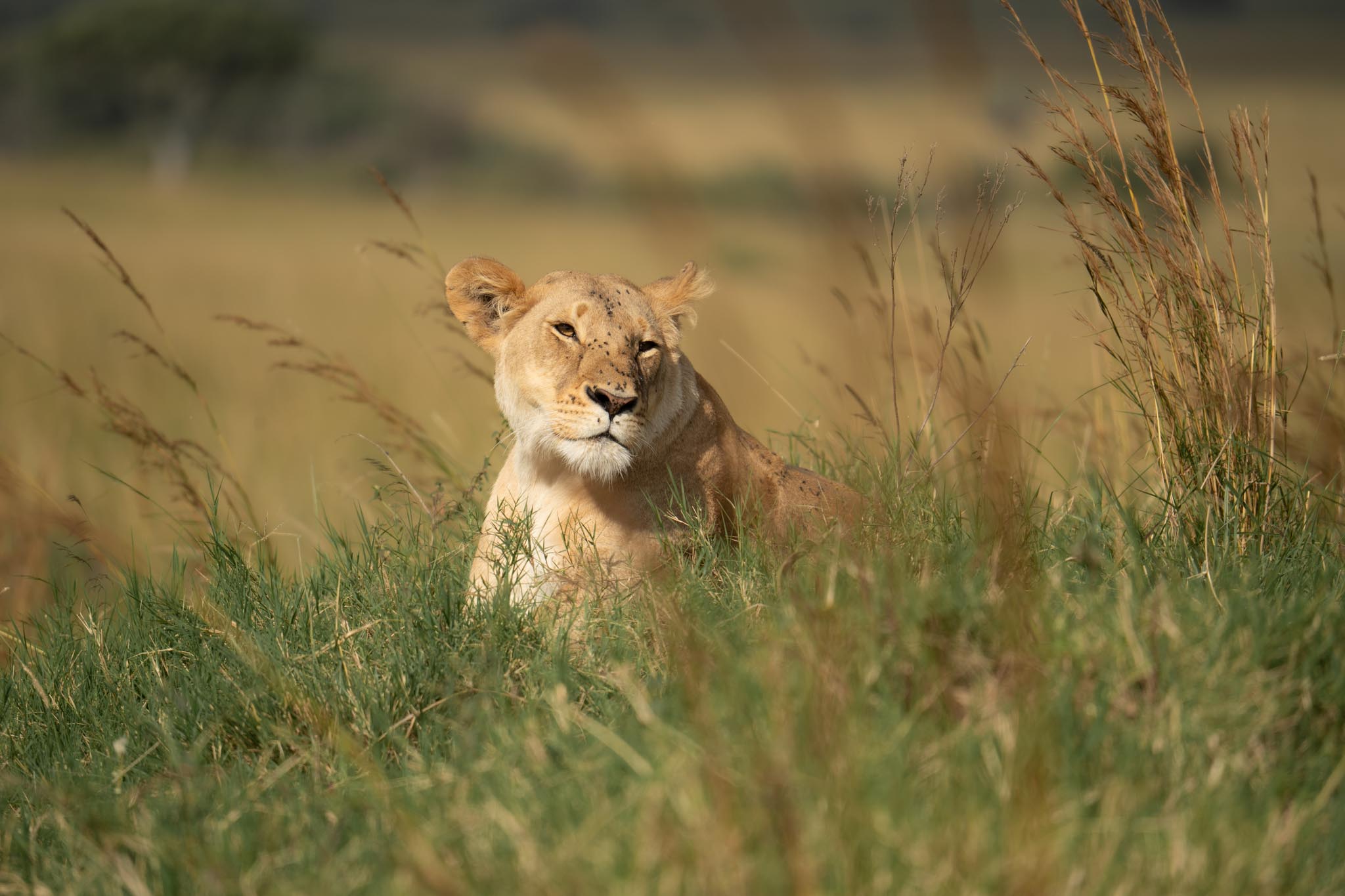 lion in the open savannah