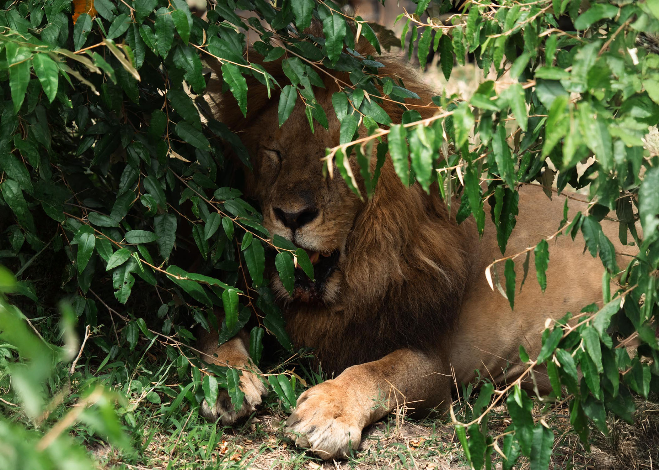 lion post-hunt in Masai Mara National Reserve