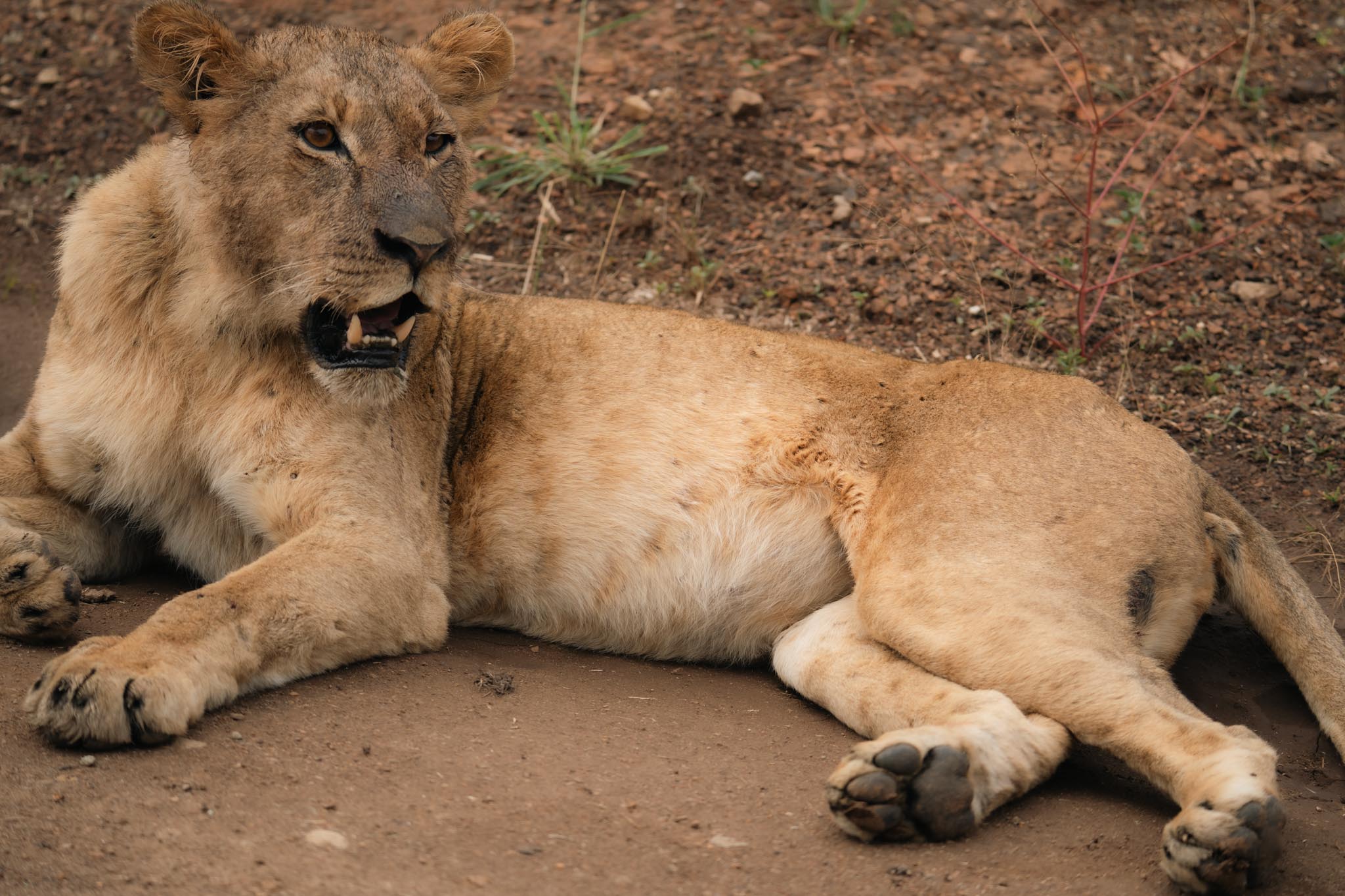 lioness sitting in the road
