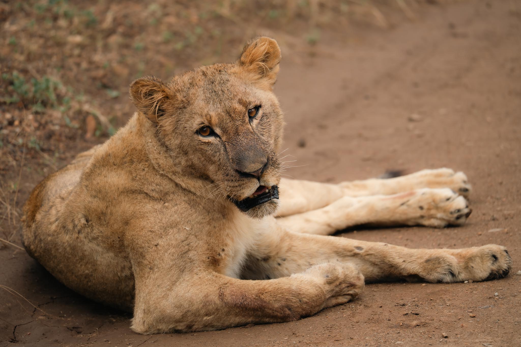 lioness sitting at the side of the road
