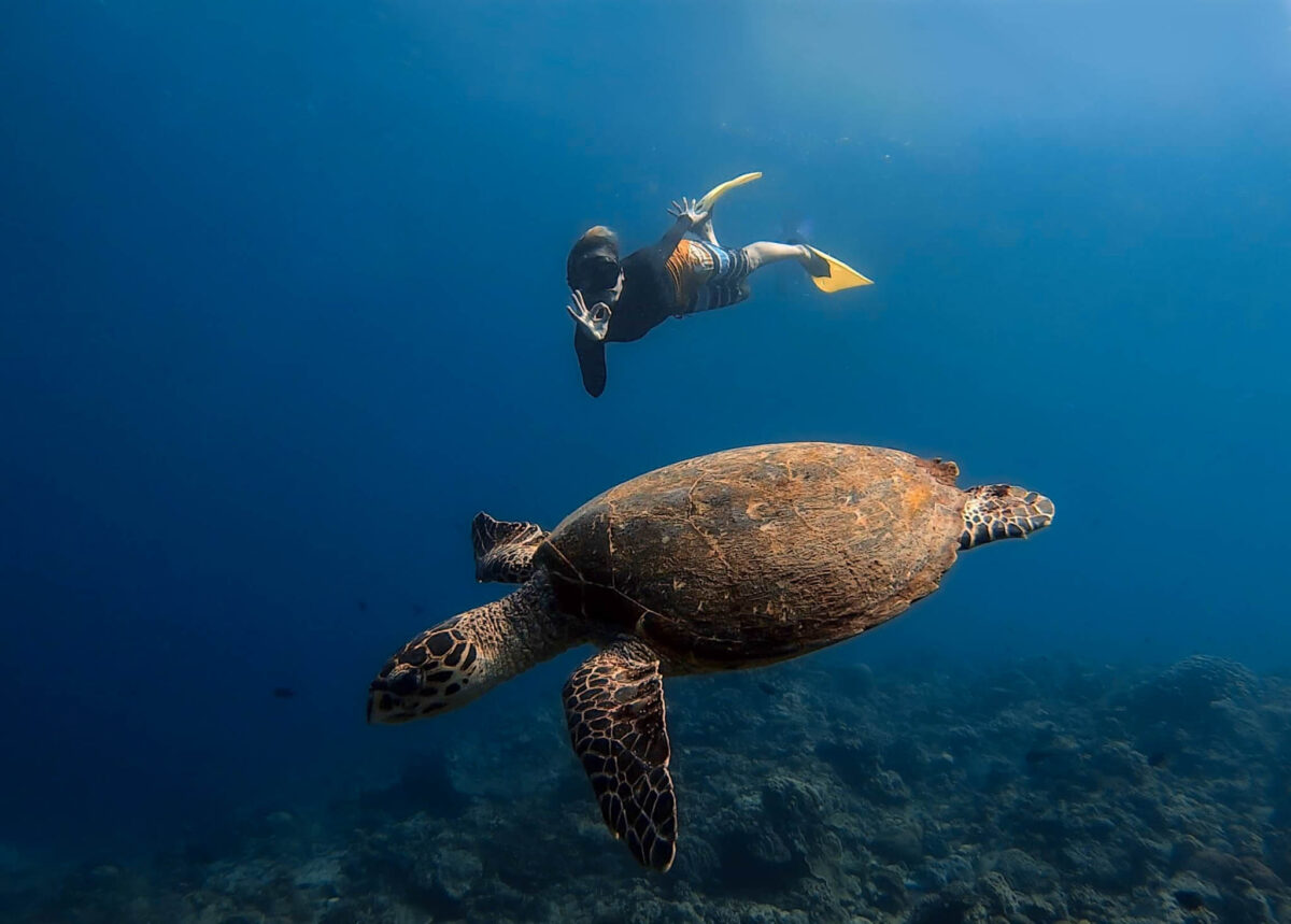 freediver swimming with a sea turlte in Batangas