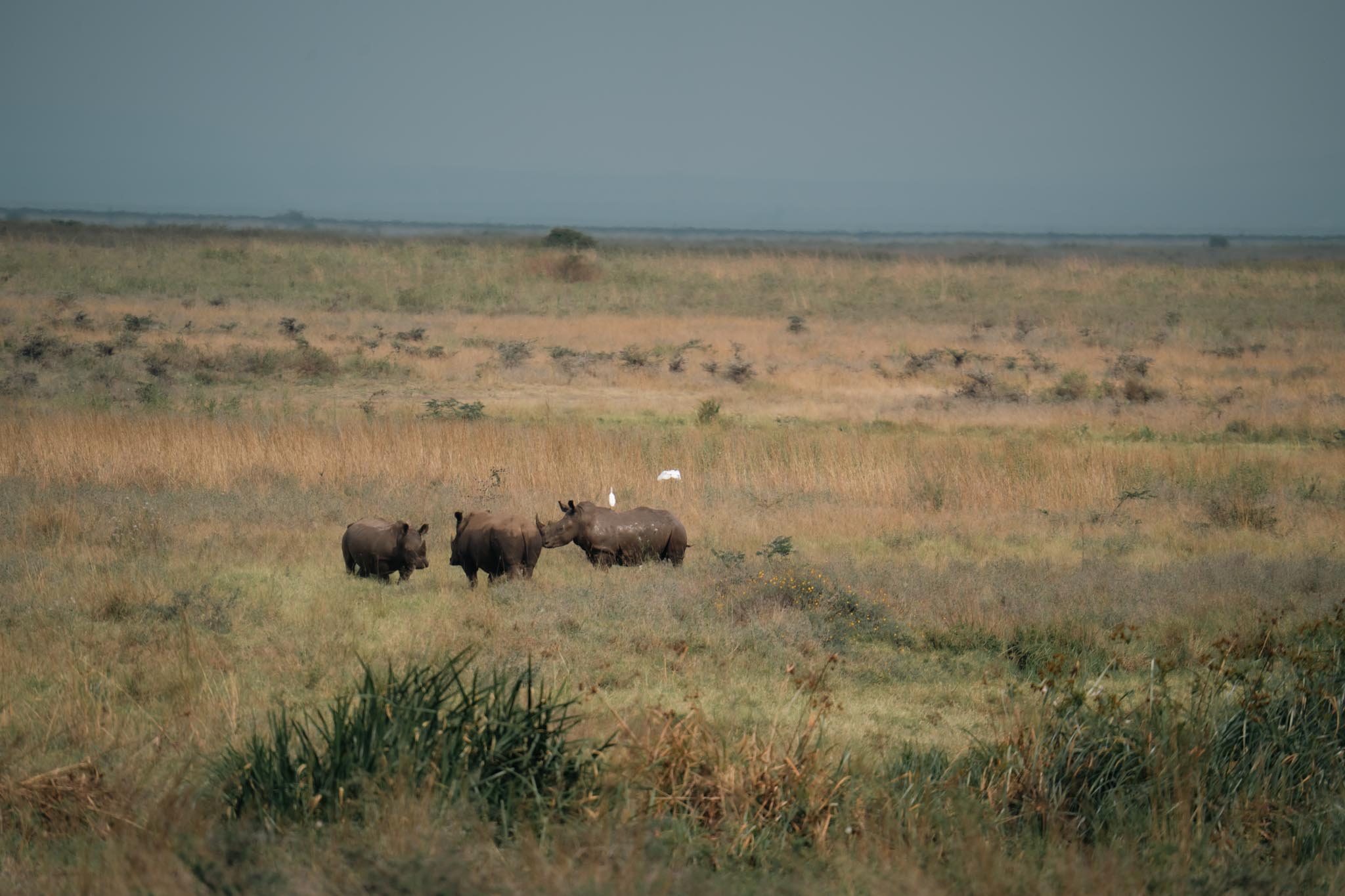 baby white rhinos