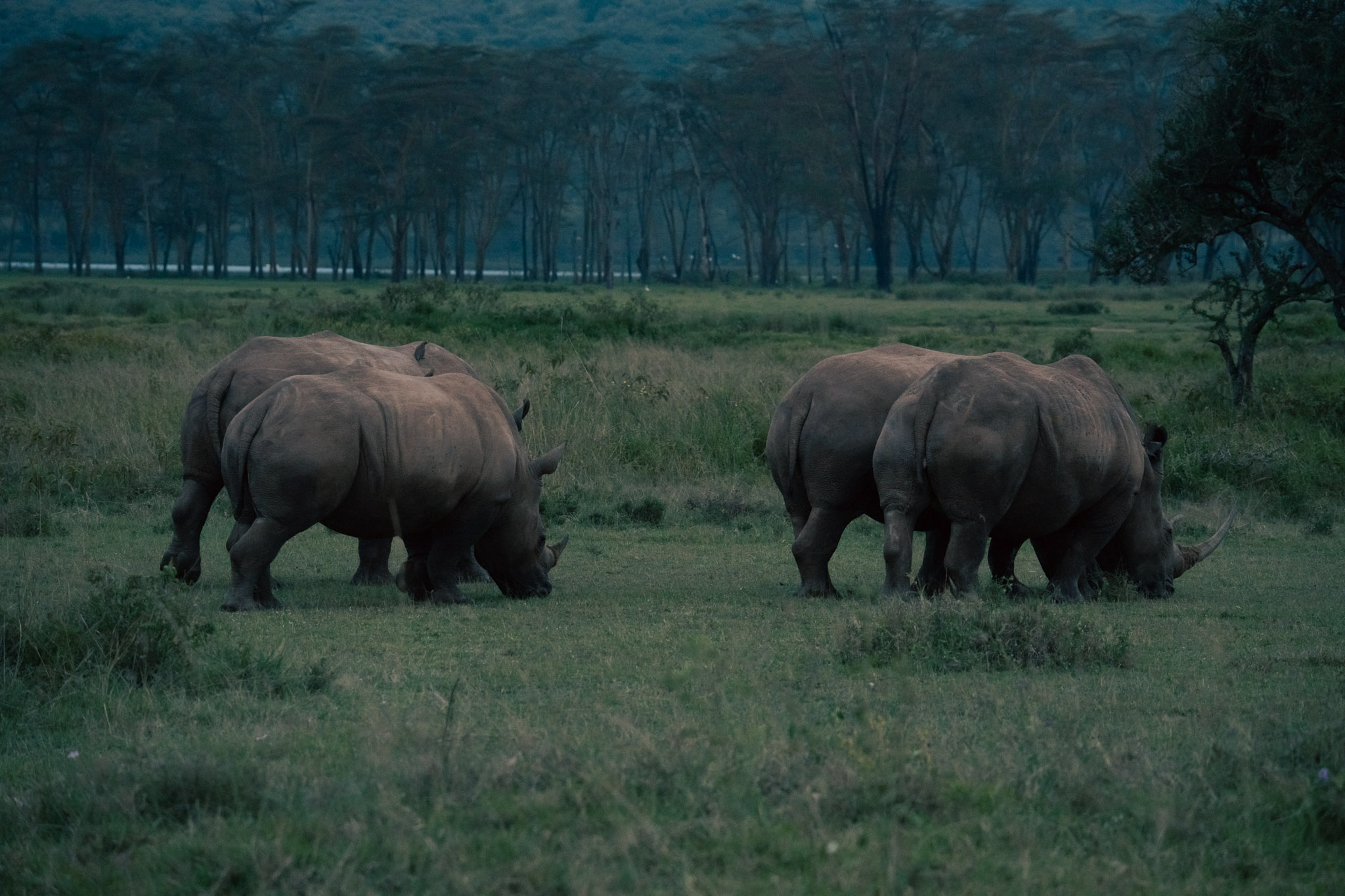 white rhinos at Lake Nakuru National Park
