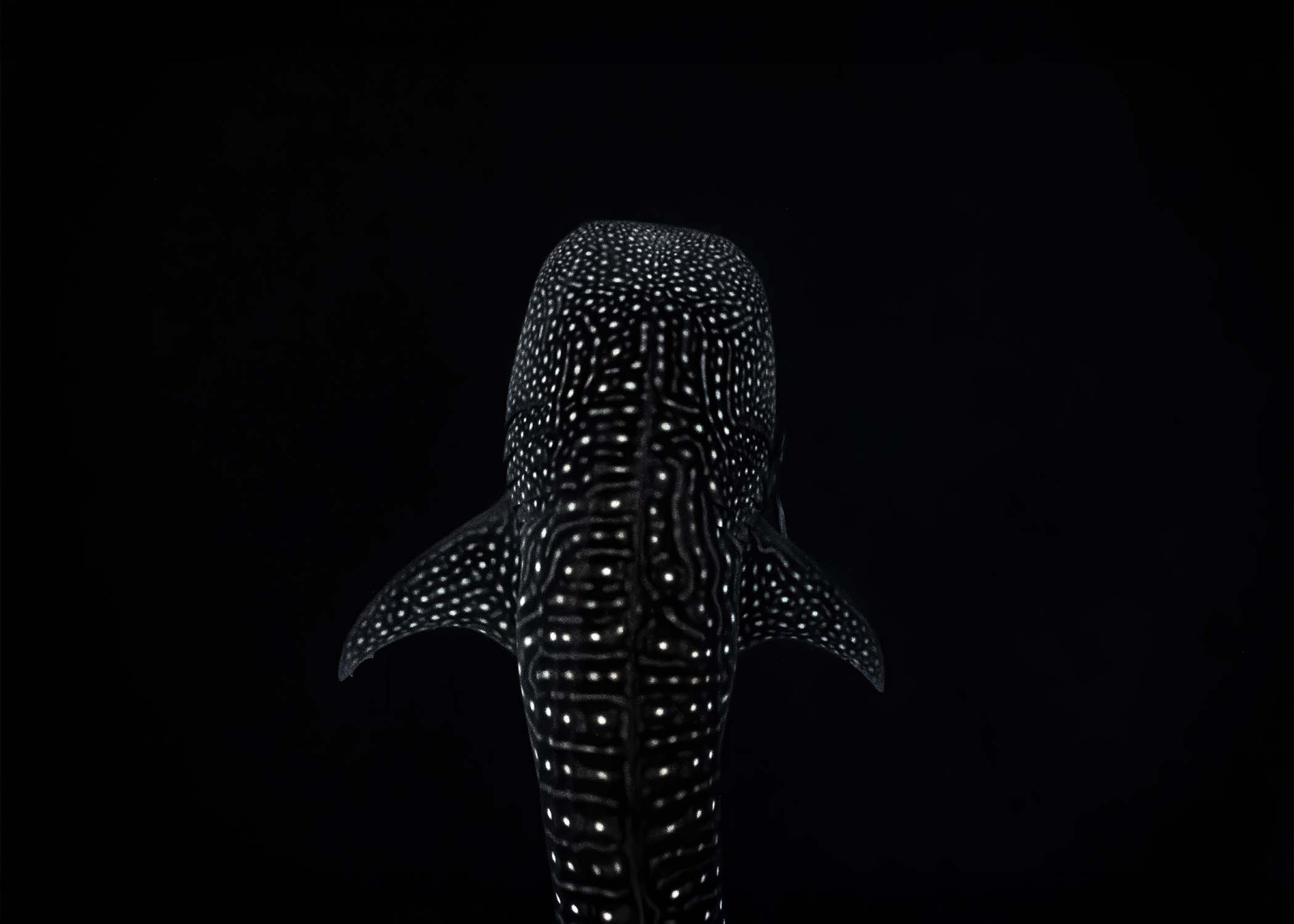 overhead shot of a whale shark